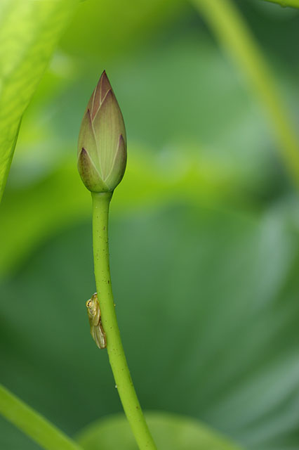 ７月３日　大賀ハスには雨がよく似合います。_b0086508_145732.jpg