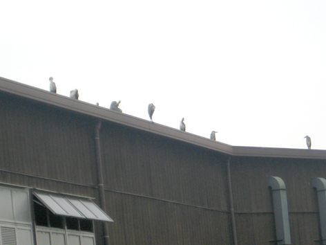 c0038424_8263357.jpg