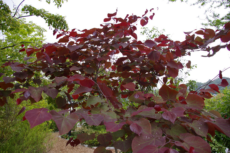 e0136424_20411779.jpg