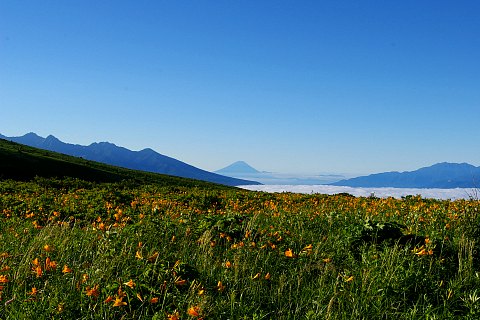 今年のニッコウキスゲは凄い！_d0102327_2172577.jpg