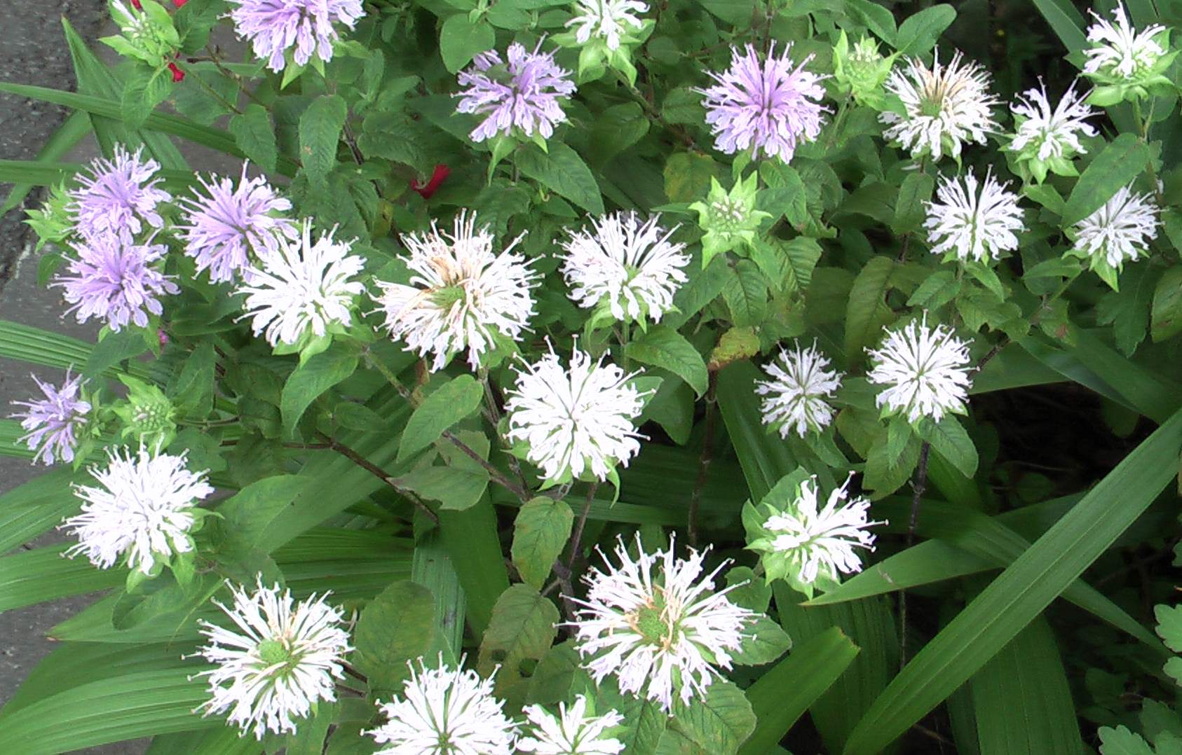 柑橘系のいい香りの花 モナルダ Kotokoto花日記