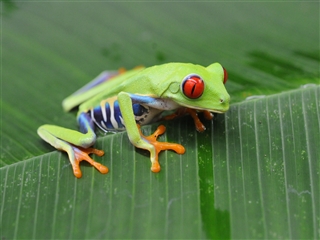 アカメヤドクガエル だと思う Hey Manbow