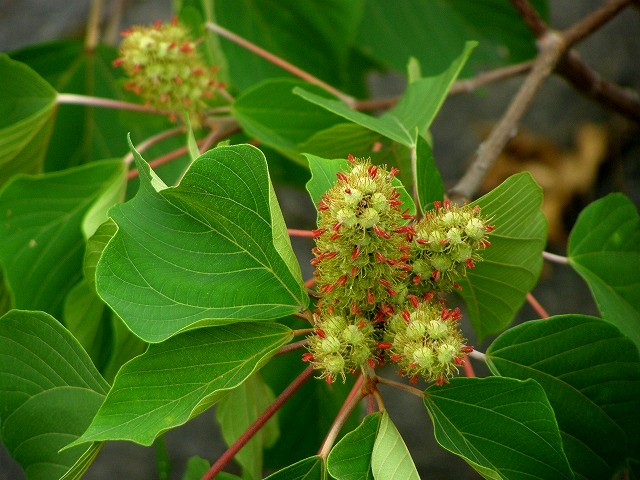 a0018655_16555145.jpg
