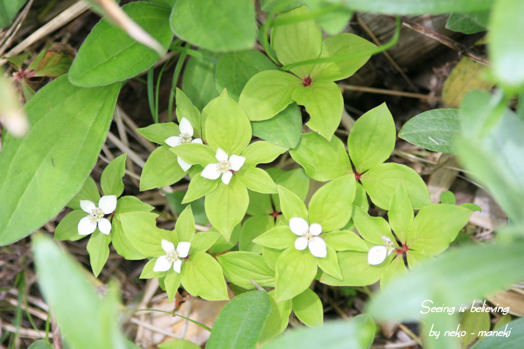 八幡平の高山植物　其の３_c0145362_16112413.jpg