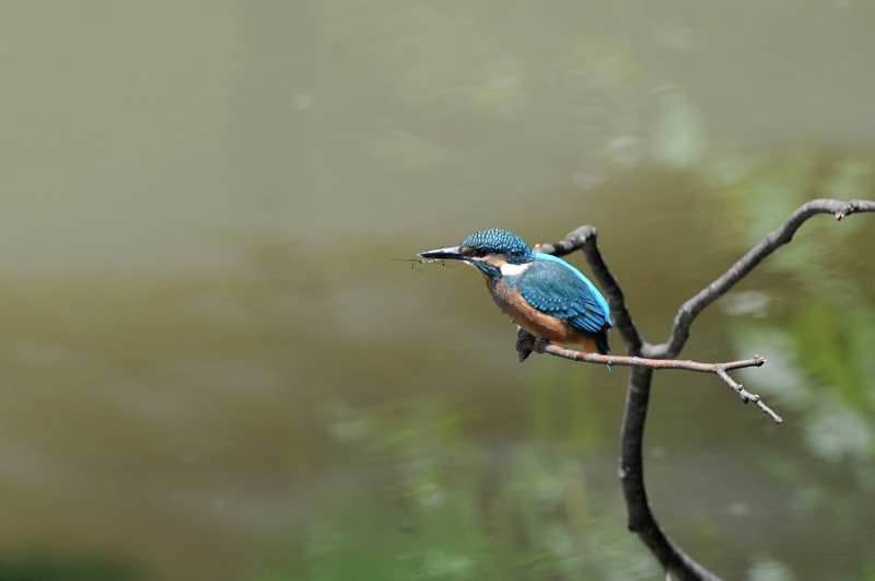 カワセミ_f0053272_903029.jpg