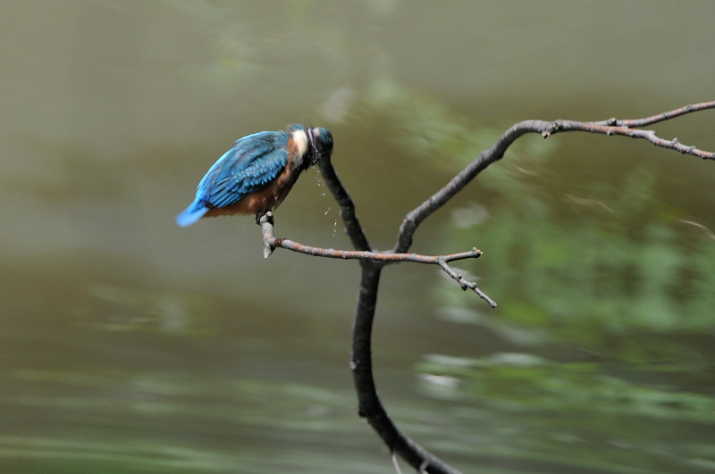カワセミ_f0053272_97169.jpg