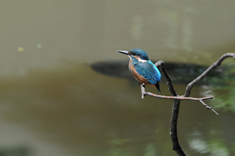 カワセミ_f0053272_991039.jpg
