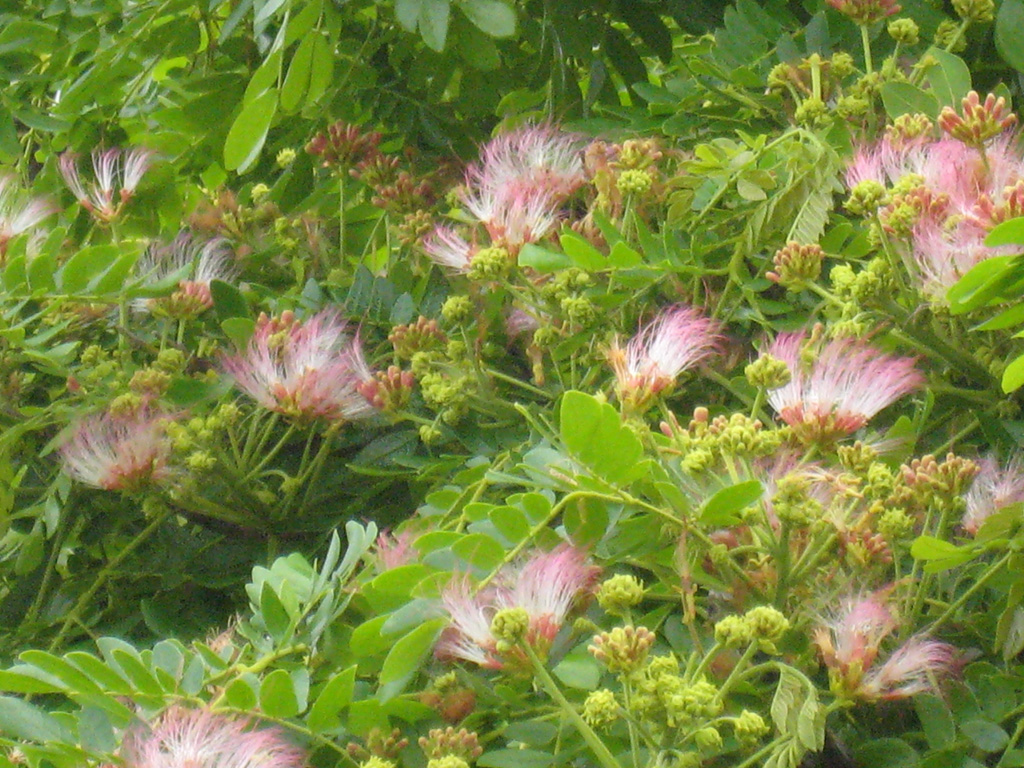 e0021092_11422395.jpg