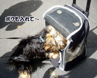一人用カート、買っちゃった♪_c0090198_2244183.jpg