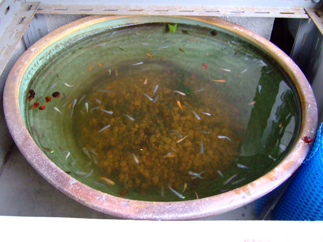 混泳水槽のメダカ達 めだか フォトダイアリー