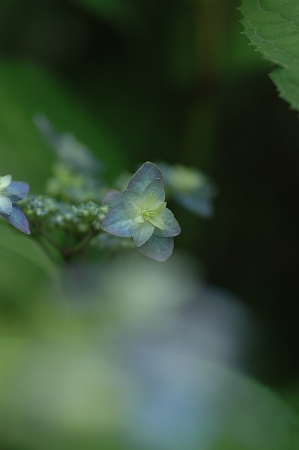 紫陽花の季節_b0152416_14113153.jpg