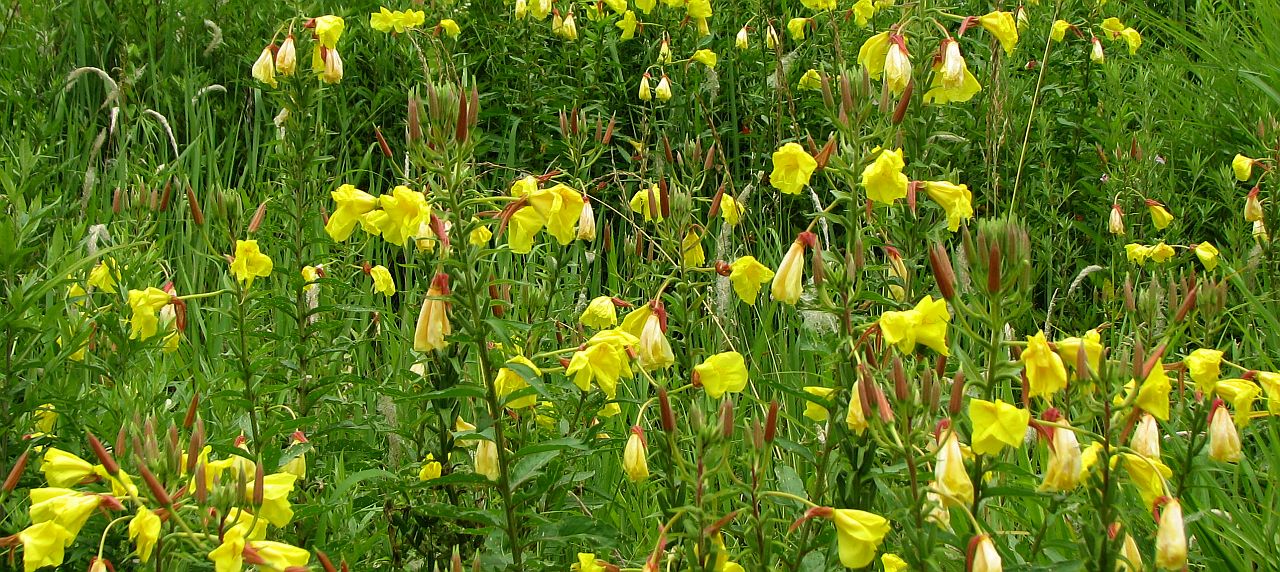 マツヨイグサはやはり夜の花_c0036317_2357059.jpg