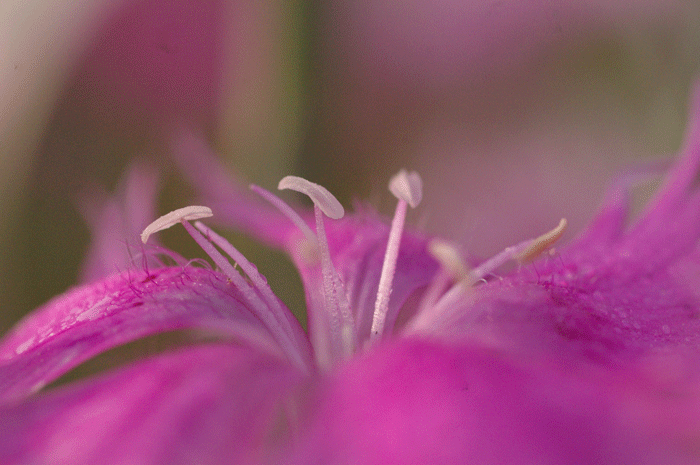 d0006718_2254529.gif