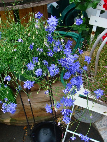 f0170524_1350387.jpg