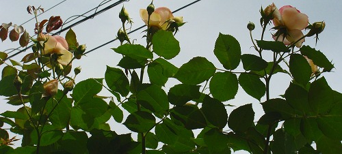 f0170524_13522065.jpg