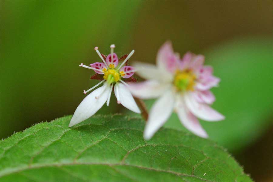 ユキノシタ 雪の下 花言葉 深い愛情ー 自然を撮る 花と木 自然を撮る 植物編
