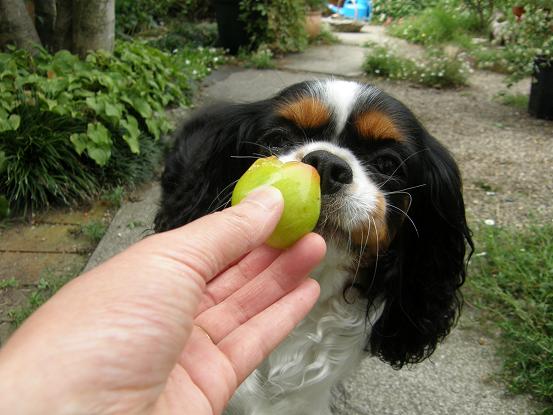 スモモの試食～♪_c0145250_8481184.jpg