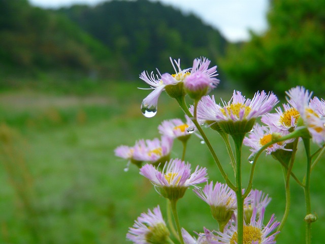 雨～_d0041158_1994212.jpg