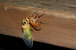 夜、公園で見つけたものは…_d0101070_15254016.jpg