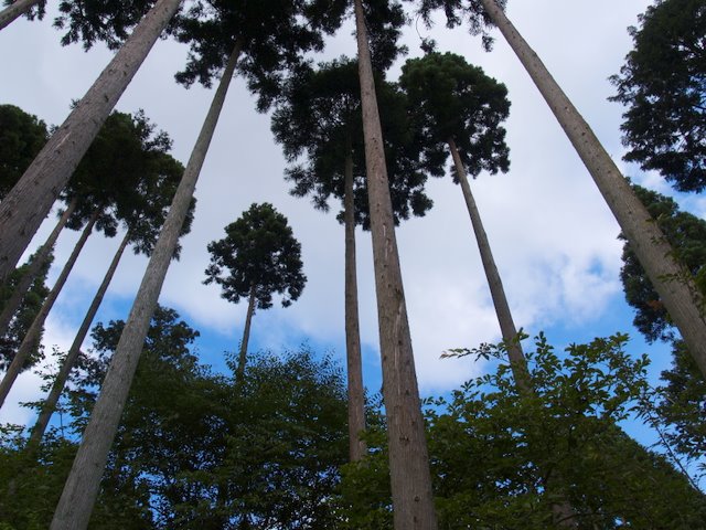 京都　大原三千院_c0126477_2035410.jpg