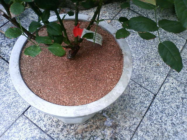 e0037600_13521951.jpg