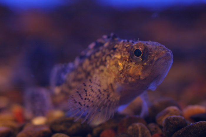 カサゴの稚魚 水族館ふりーく