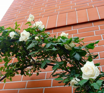 f0170524_14234755.jpg