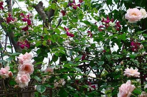 f0170524_1426122.jpg