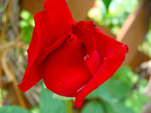 f0170524_1435483.jpg