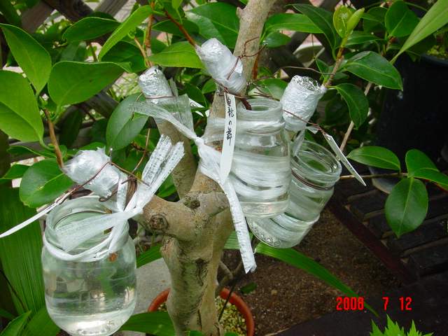 ‼️山木華厳‼️肥後椿盆‼️引き取り限定 先日の「肥後ツバキ盆栽展示会」作品を一部紹介！ | 大分農業文化公園