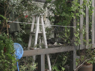 ナ~ゴ♪_c0102228_22184231.jpg
