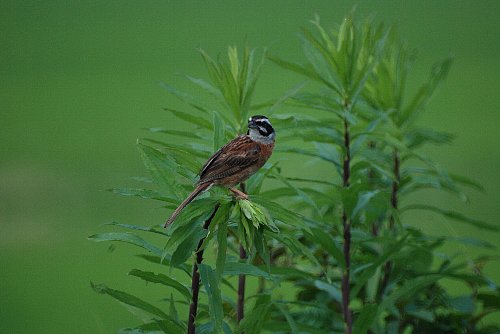 晴れて鳥撮_f0171028_2024137.jpg