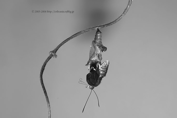 e0089532_728417.jpg