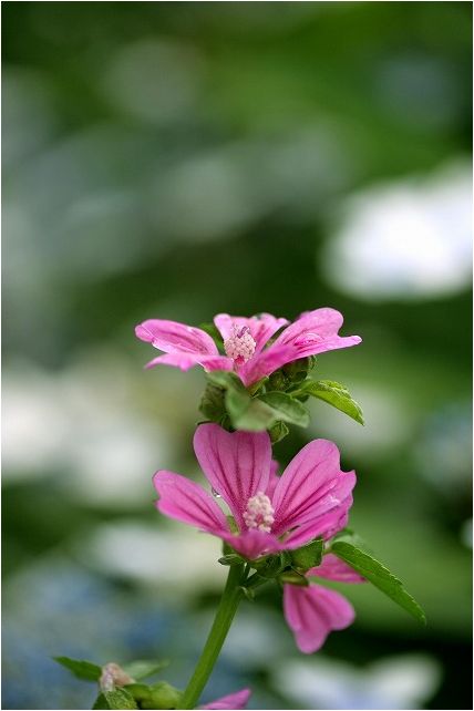 植木鉢のねじり花_e0052135_22402270.jpg