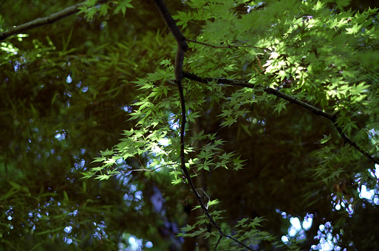 写真が撮りたい！_d0112244_20175468.jpg