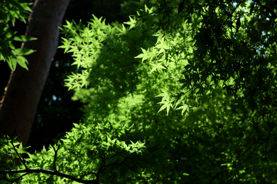 写真が撮りたい！_d0112244_2018911.jpg