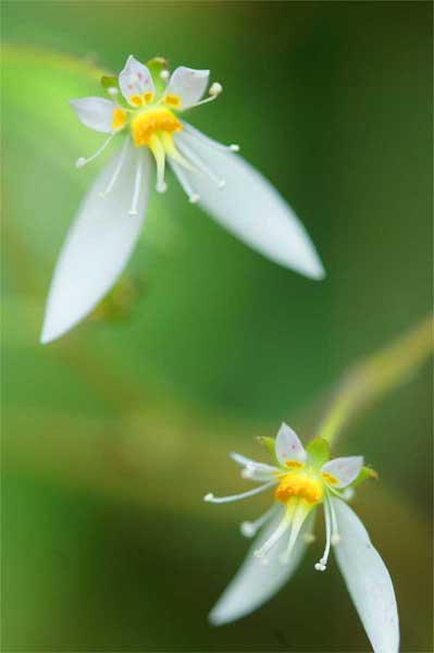 ユキノシタ 雪の下 花言葉 深い愛情ー 自然を撮る 花と木 自然を撮る 植物編
