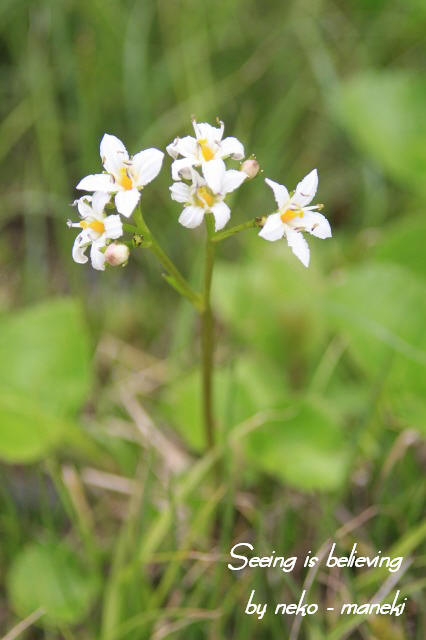 八幡平の高山植物　其の４_c0145362_13361662.jpg