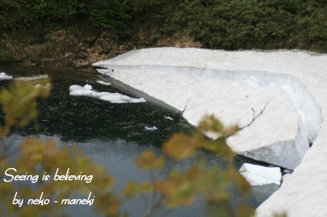 八幡平の高山植物　其の４_c0145362_13383082.jpg