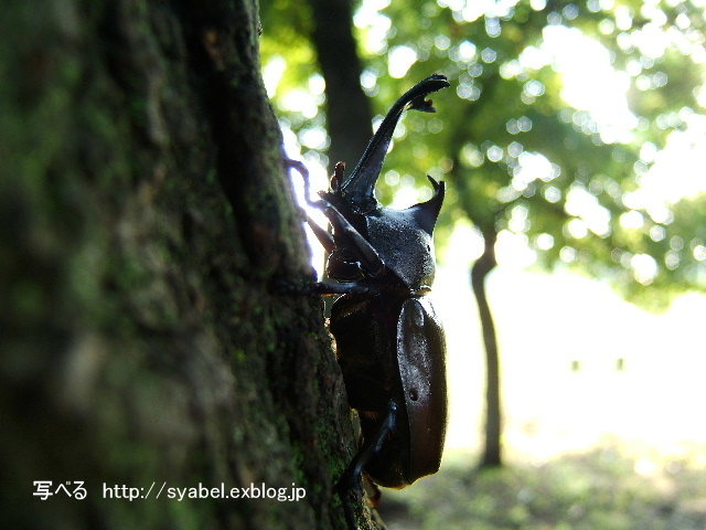 カブト虫　カブト　昆虫　採集　初夏の朝（埼玉県　本庄市）_c0153764_14453456.jpg