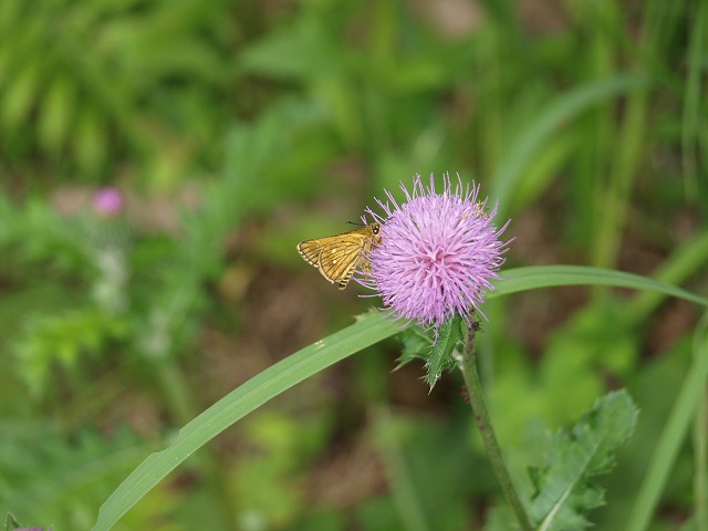b0135573_20232641.jpg