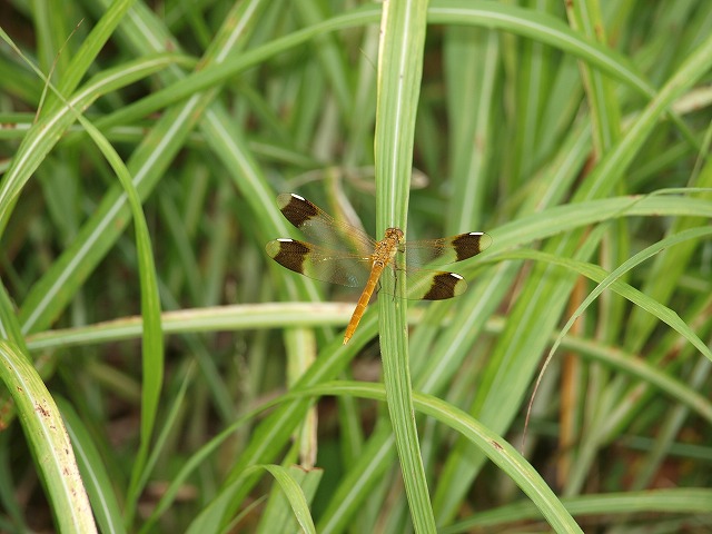b0135573_20234462.jpg
