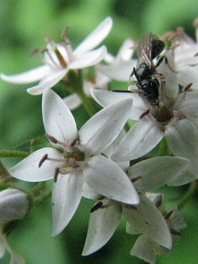 オカトラノオ(丘虎尾)_c0085874_2258582.jpg