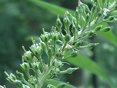 オカトラノオ(丘虎尾)_c0085874_22593372.jpg