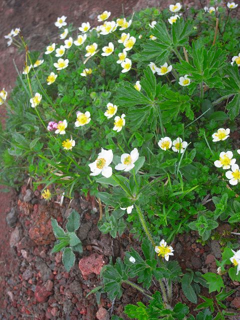 ７月７日、富良野岳や上ホロカメットク山周辺で見た花その２_f0138096_10505677.jpg