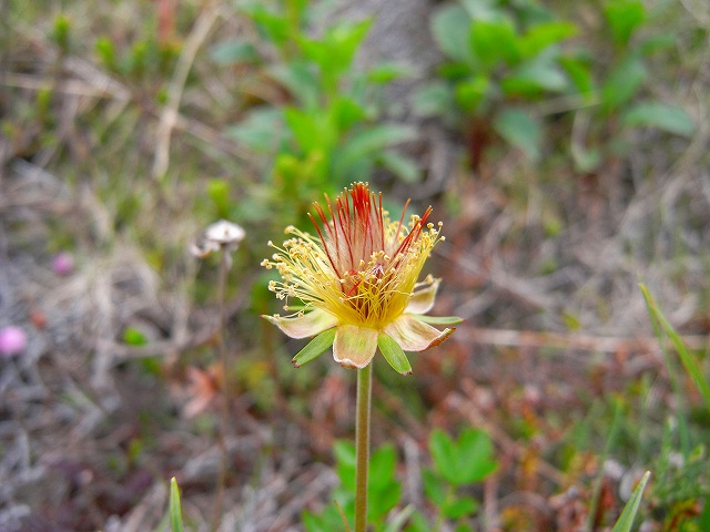 ７月７日、富良野岳や上ホロカメットク山周辺で見た花その２_f0138096_10524567.jpg