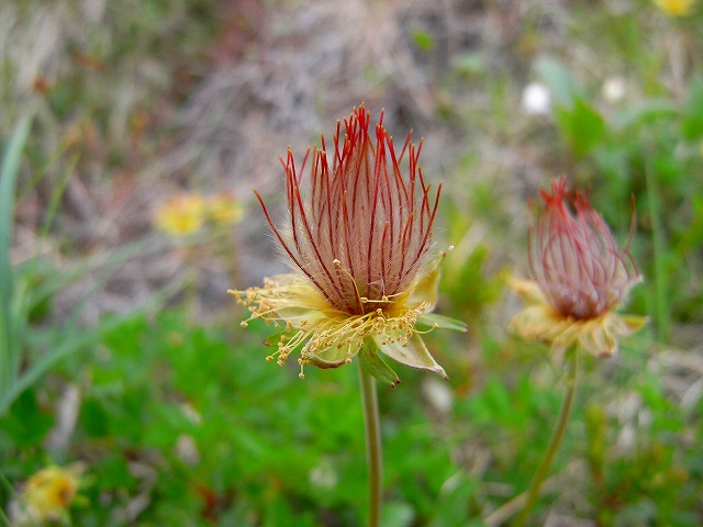 ７月７日、富良野岳や上ホロカメットク山周辺で見た花その２_f0138096_10525892.jpg