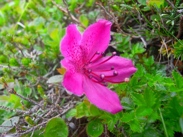７月７日、富良野岳や上ホロカメットク山周辺で見た花その２_f0138096_105262.jpg