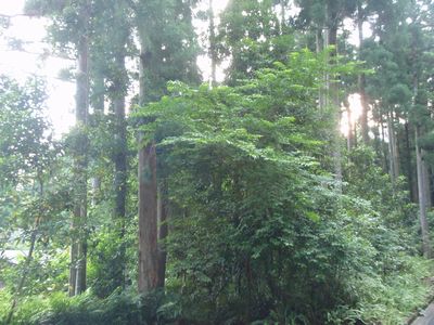 悠久の旅 ~ 世界自然遺産 屋久島を旅する ~_e0115199_22165.jpg