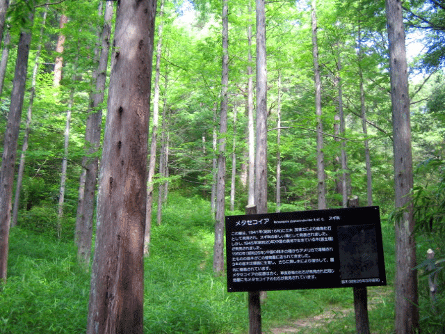 b0108100_18405118.gif